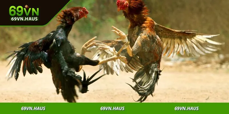 Đá gà trực tuyến mở ra cơ hội để bạn sống trọn với đam mê