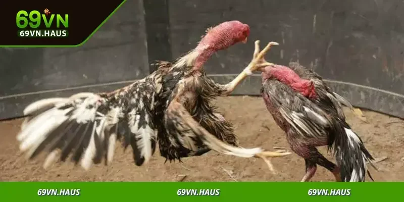 Khám phá các hình thức cược đa dạng, từ cơ bản đến nâng cao, đầy hấp dẫn