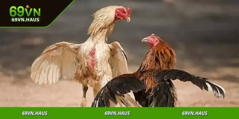 Đá Gà Campuchia - Sân Chơi Kịch Tính Săn Thưởng Lớn 3 Khám phá các hình thức cược đa dạng, từ cơ bản đến nâng cao, đầy lôi cuốn