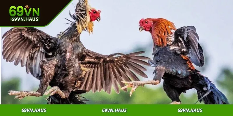 Nhà cái đảm bảo tính minh bạch, tạo niềm tin tuyệt đối cho người chơi