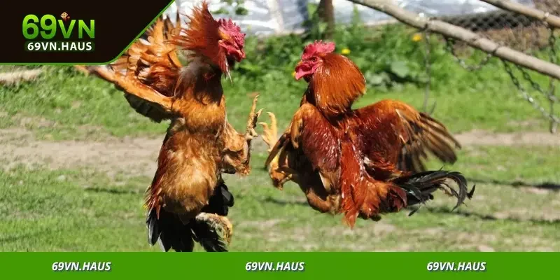 Đá Gà Campuchia - Sân Chơi Kịch Tính Săn Thưởng Lớn 5 Tham gia ngay để tận hưởng sân chơi cược kịch tính không giới hạn