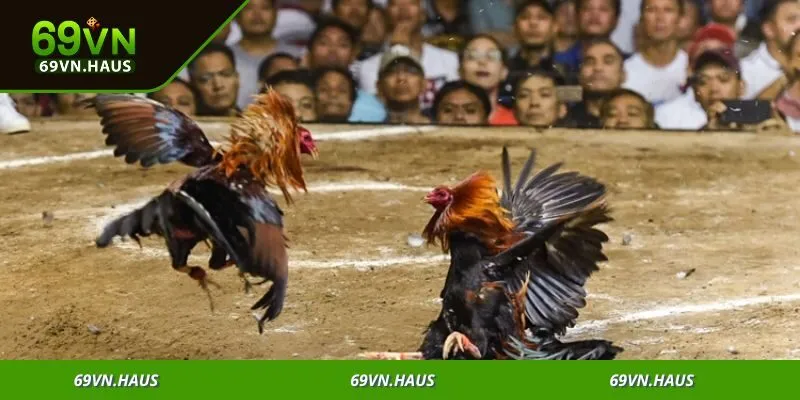 Trận đấu đá gà trực tuyến mang đến trải nghiệm sống động, không thể bỏ lỡ