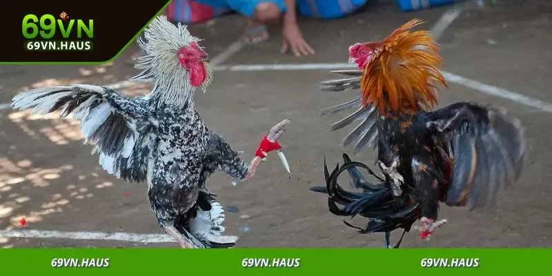 Trò chơi đá gà bùng nổ với tỷ lệ thắng cao và trải nghiệm đỉnh cao 