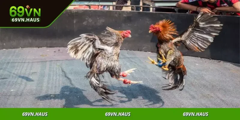 Đá Gà Campuchia - Sân Chơi Kịch Tính Săn Thưởng Lớn 2 Trò chơi đá gà bùng nổ với tỷ lệ thắng hấp dẫn ra mắt năm 2025
